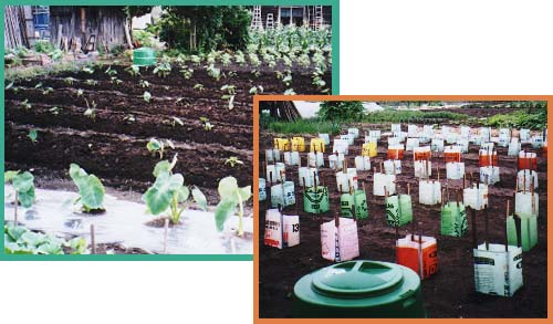 �����͔|�ʐ^