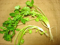 �p�N�`�[�i�R���A���_�[�j