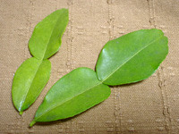 �o�C�}�b�N���[�i�J�t�B�A���C���̗t�j