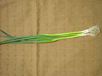 �g���z�[���i�X�v�����O�I�j�I���j