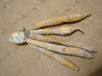 �N���`���C