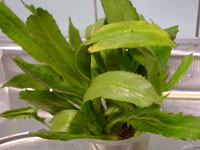 �p�N�`�[�t�@����