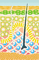 �C���W�����@���P