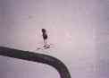 ski2_20m.jpg